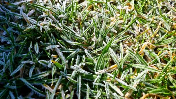 Time laps of morning sun melts a frozen grass — Stock Video