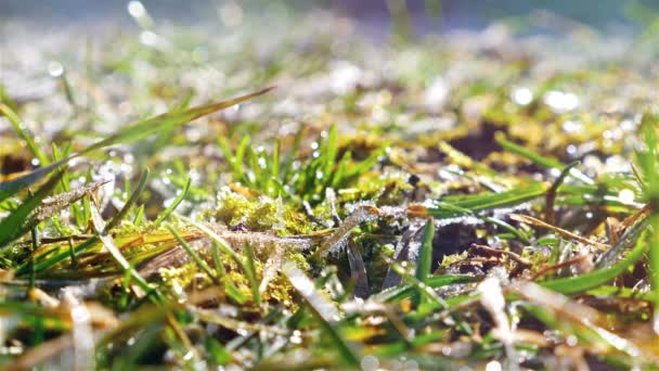 Time laps of morning sun melts a frozen grass — Stock Video