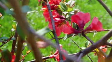 Bahar, kırmızı çalı çiçekleri dolly