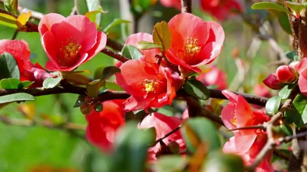 Arbusto rojo florece en primavera, muñeca — Vídeos de Stock