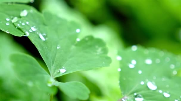 Movimento lento de gotas de chuva na superfície da folha, close-up — Vídeo de Stock