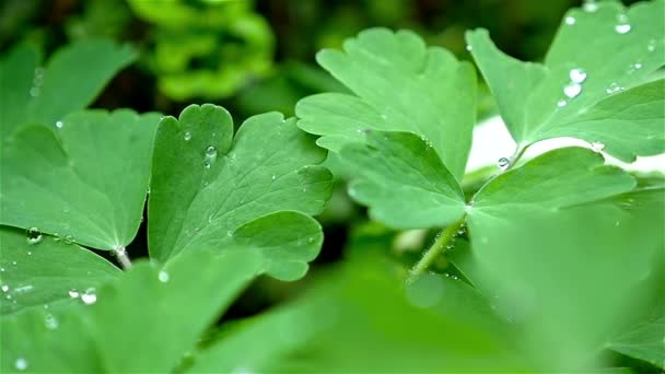 Mouvement lent des gouttes de pluie sur la surface des feuilles, gros plan — Video