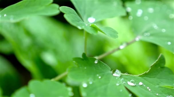 Медленное движение дождевых капель на поверхности листьев, крупным планом — стоковое видео