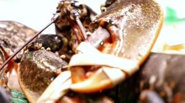 Deniz ürünleri. Hareketli La Boqueria gıda market, Barselona, İspanya, kasık biti