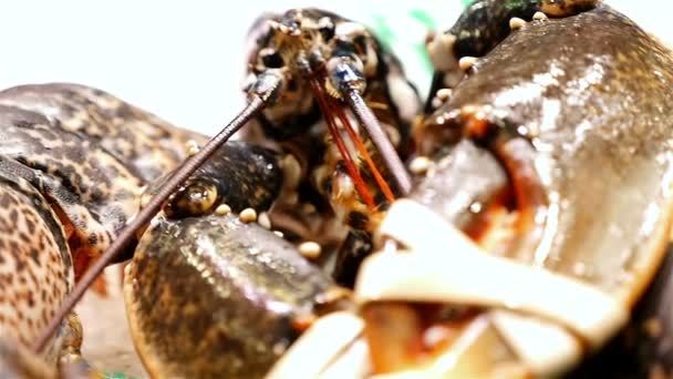 Frutos do mar. Caranguejos em movimento no mercado de alimentos La Boqueria, Barcelona, Espanha — Vídeo de Stock