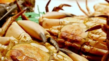 Deniz ürünleri. Hareketli La Boqueria gıda market, Barselona, İspanya, kasık biti