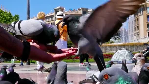 Barcelona, İspanya - 7 Mayıs 2016: Placa de Catalunya, Barcelona adamın elinden yemek güvercinler — Stok video