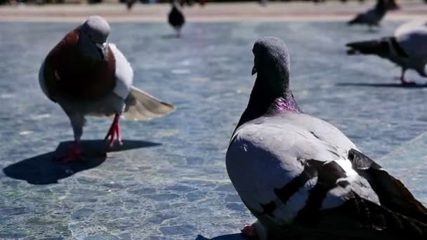 Palomas caminando en Placa de Catalunya, Barcelona — Vídeo de stock