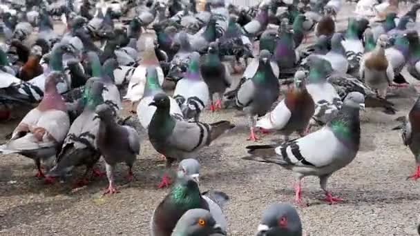새겨져 드 Catalunya, 바르셀로나에서에서 산책 하는 비둘기 — 비디오