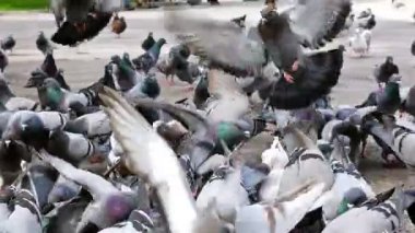 Placa de Catalunya, Barcelona, ağır çekimde tahıl yemek güvercinler sürüsü