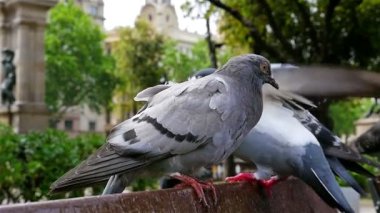 Placa de Catalunya, Barcelona bir tezgah güvercin tünemiş