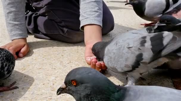 Мальчик кормит голубей на площади Каталонии, Барселона, замедленная съемка — стоковое видео