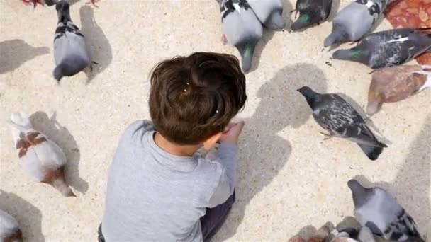 BARCELONA, SPAIN - MAY 7 2016: Little boy feeding pigeons in Placa de Catalunya, Barcelona, slow motion — Stock Video