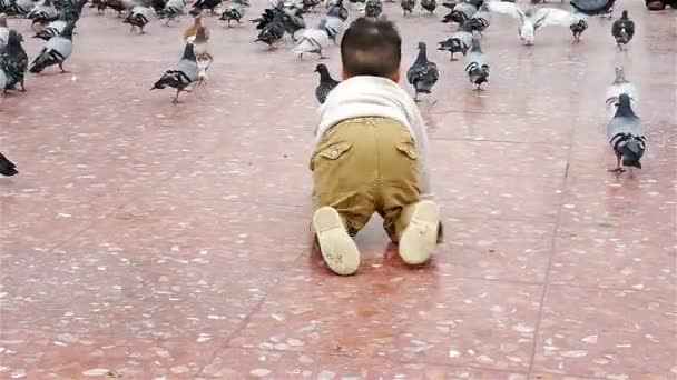 Niño pequeño se arrastra hacia las palomas en Placa de Catalunya, Barcelona — Vídeo de stock