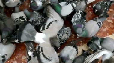 Placa de Catalunya, Barcelona, ağır çekimde tahıl yemek güvercinler sürüsü