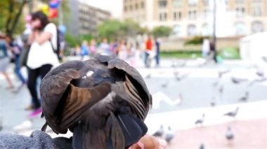 Placa de Catalunya, Barcelona çocuğun elinden yemek güvercinler