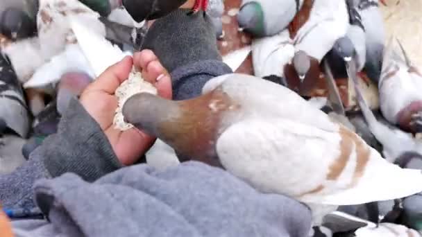 Голуби едят из рук ребенка на площади Каталонии, Барселона — стоковое видео