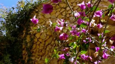 Antoni Gaudi's Park Guell, Barselona, İspanya'daki teras duvarlarında kuş yuvalarının altındaki çiçekler