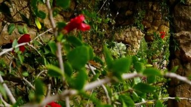 Antoni Gaudi's Park Guell'de güzel kırmızı çiçekler, Barselona, İspanya