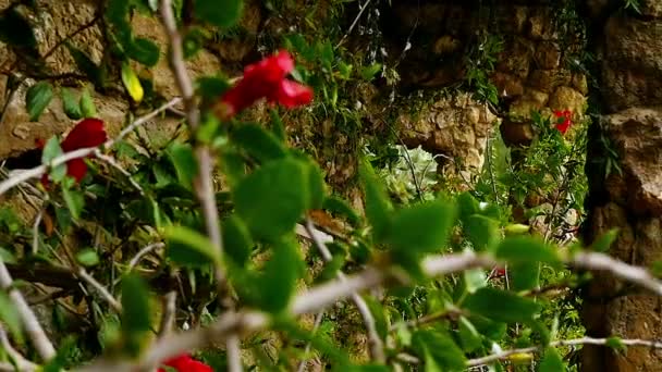 Gyönyörű piros virágok Antoni Gaudi Park Guell, Barcelona, Spanyolország — Stock videók