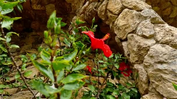 Krásné rudé květy v parku Antoniho Gaudi, v Barceloně, ve Španělsku — Stock video