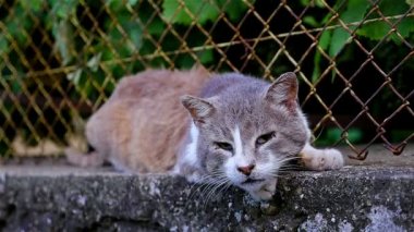 Ağır çekim bir çit üzerinde bir sokak kedi