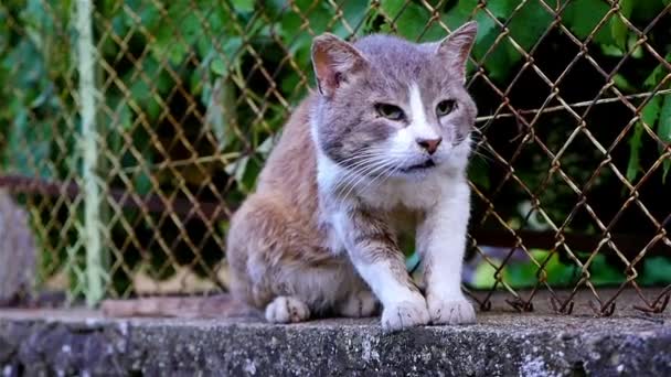 La cámara lenta de un gato callejero en una cerca — Vídeos de Stock