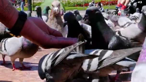 西班牙巴塞罗那-2016 年 5 月 8 日︰ 鸽子吃从人的手在巴塞罗那加泰罗尼亚德 — 图库视频影像