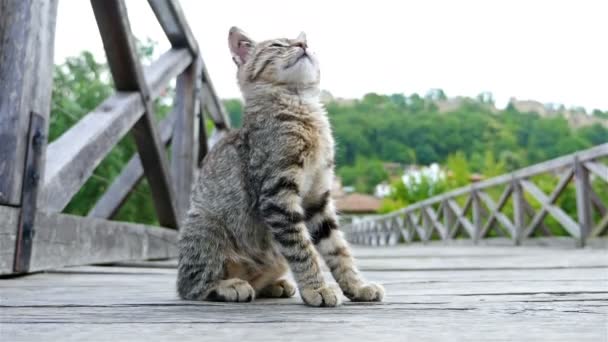 Niedliche kleine Katze wäscht sich auf einer Brücke in der Altstadt — Stockvideo