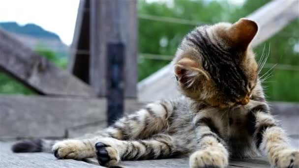 Niedliche kleine Katze wäscht sich auf einer Brücke in der Altstadt — Stockvideo