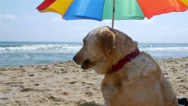 Hond zittend onder de parasol op het strand zee — Stockvideo