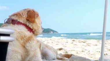 Deniz plaj şemsiye altında oturan köpek