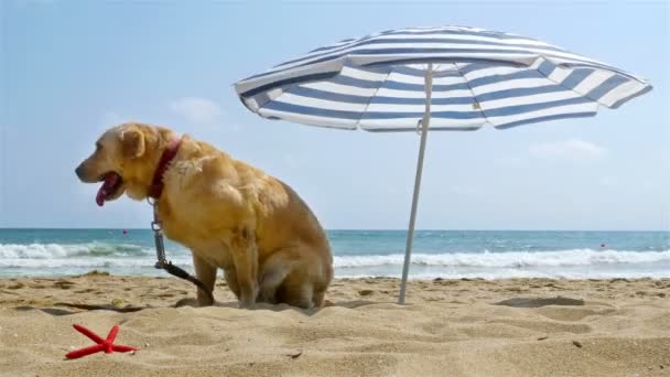 Собака сидит под зонтиком на морском пляже — стоковое видео