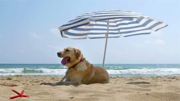 Dog sitting under parasol on the sea beach — Stock Video