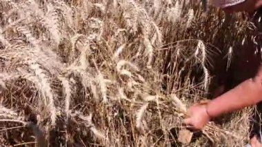 Kadın olgun buğday hasat
