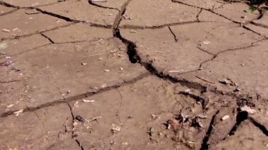 Harap bitkileri ve çamur bir sel sonra