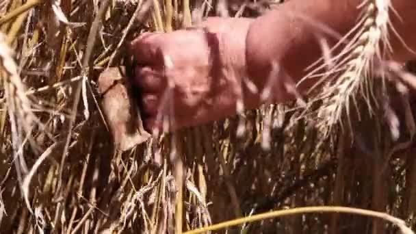 Femme récoltant du blé mûr — Video