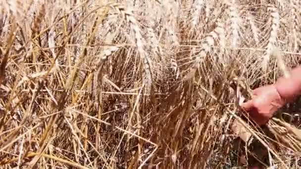 Woman harvesting ripe wheat — Stock Video