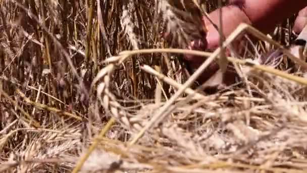 Woman harvesting ripe wheat — Stock Video