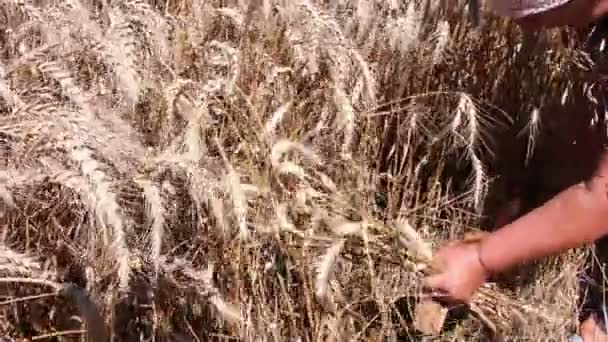 Woman harvesting ripe wheat — Stock Video