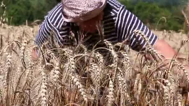 Mujer cosechando trigo maduro — Vídeos de Stock