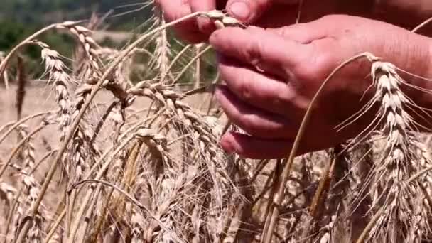 Женщина собирает спелую пшеницу — стоковое видео
