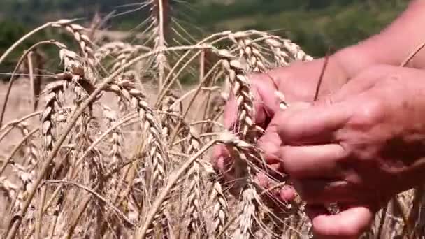 Mulher colheita de trigo maduro — Vídeo de Stock