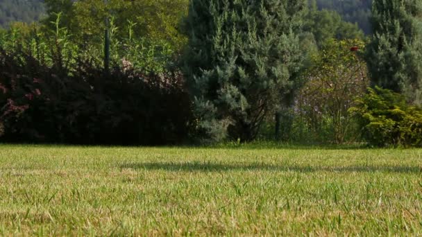 Netter kleiner Junge, der mit Fußball spielt, unterstützt von seiner Mutter — Stockvideo