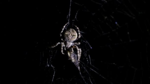 Aranha iluminada contra a escuridão, caçando sua vítima — Vídeo de Stock