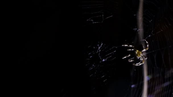 Araña iluminada contra la oscuridad, cazando a su víctima — Vídeos de Stock