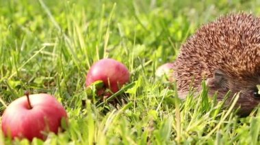 Kirpi yürüyüş ve çim yaz, çevresinde kırmızı elma koklama.