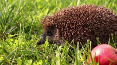 Kirpi yürüyüş ve çim yaz, çevresinde kırmızı elma koklama.