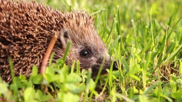 Hedgehog is walking and sniffing in the grass at summer, red apples around — Stock Video