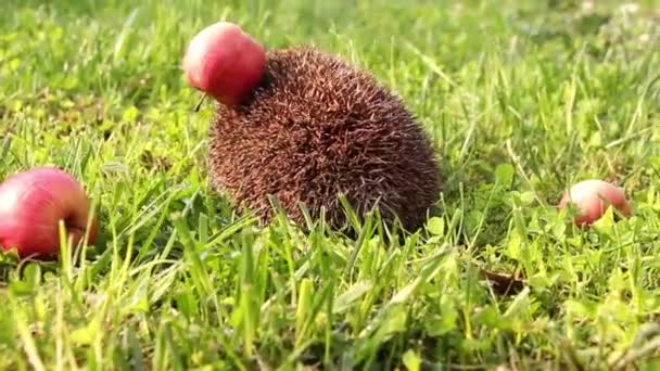 Egel loopt en snuiven in het gras op zomer, rode appels rond — Stockvideo